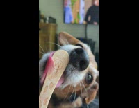 Dog licking a empty popsicle stick