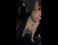 Woman rescues abandoned dog 