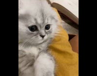 Grey white cat bell collar sneezes