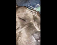 Grey dog pretend to sleep 