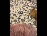 Orange white cat grab on beige cloth