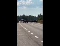 Herd of reindeer walk on road block traffic