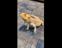 Bearded dragon on floor stares in light
