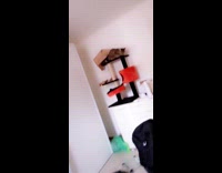 Paper bag stuck on cat on cat tree