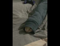 Pet cat gets inside the jacket sleeve and got stuck