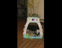 Black cat inside box hits other cat