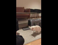 White cat does tricks 