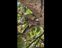 Green preying mantis holds dead bug tree 