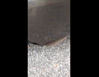 Cat likes to sleep under the car