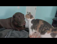 Cat licks ears of dog show teeth