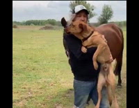 Horse follows man that carries pet dog