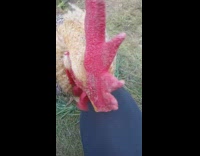 Close up big brown chicken peck legs