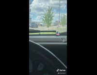 Car dashboard shark pink flamingo 