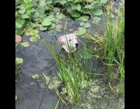 White pit bull dog pond lily pad 