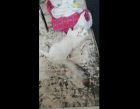 White grey cat plays with red blanket 