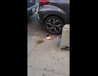 Collab WINY - Pigeon peck leftover food plate on street part 2