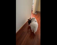 White dog grab and pull cat away