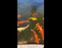 Koi fish and turtle swim in pond