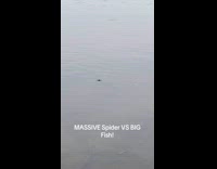 Bass fish eats spider crawling on lake water surface