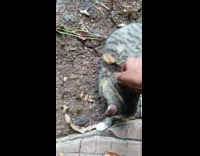 Collab PubityPets - Man Gives Stray Cat Body Rubs on his Yard