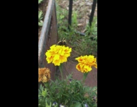 Guy give high five to bee yellow flower