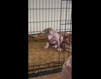 Two black puppies and hairless puppy 