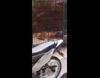 Dog sleeps with mouth open bite cage