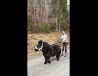 Woman rollerblades behind pony on leash