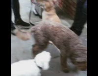 group of dogs enjoy birthday party for golden retriever 