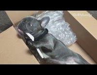 (BROKEN LINK) French Bulldog Uses Fork to Eat Orange in Cardboard Box