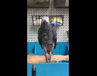 African gray parrot make R2D2 robot sound