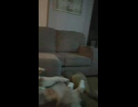 Rave DJ television screen australian shepherd dog 