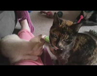 Brown cat greets white Husky, named Loca, for the first time