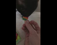 Cat pet fed sour candy gummy