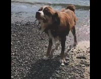 brown dog shaking water off in slow motion 