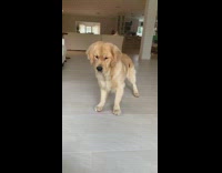 Golden retriever dog catches orange ball automatic 