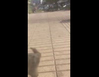 Collab PLC - Orange white cat and black cat park