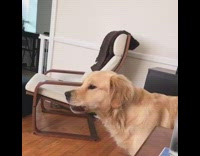 tan dog chewing and sticking tongue out 