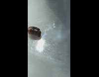 Bee inside a cocoon gets finger poked