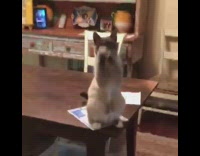 Cat sitting upright on table begs paws 