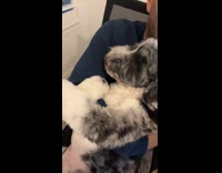 Dog sleeps on the lap of owner