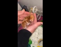 Collab BitchMP - Guy crying holding dead hamster