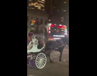 Guy sleeps through horse drawn carriage 