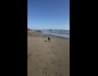 Dog catch the ball at the beach with the owner 