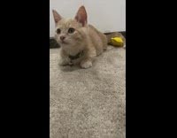 Brown cat moves head back forth 