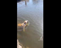 Collab Clips mpugc - Dog swimming tries to retrieve stick stuck in ground