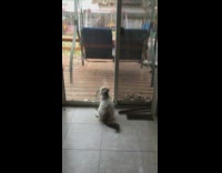 Cat looks out door at leaves meows 