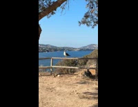 Boy talks to seagull that squawks back
