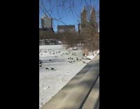 People on bridge watch ducks on snow 