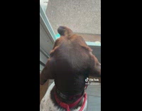 Dog presses nose against glass door sees squirrel 